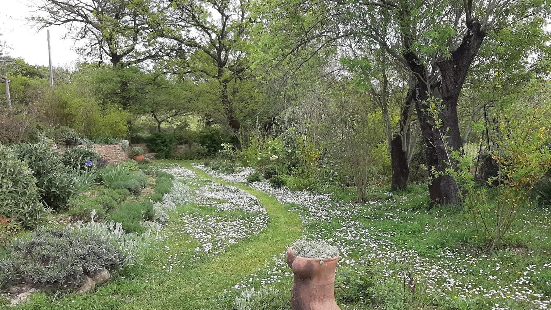 Pergola At Le Pietraie A Cottage With Many Flowers Montecastelli Pisano Italy